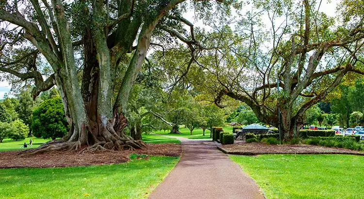 Uno dei viali con alberi secolari di Cornwall Park.