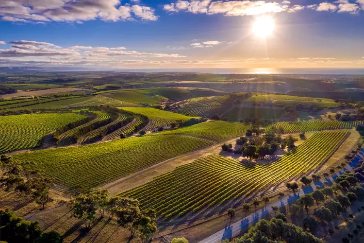 Le incantevoli colline australiane con i vigneti di McLaren Vale.