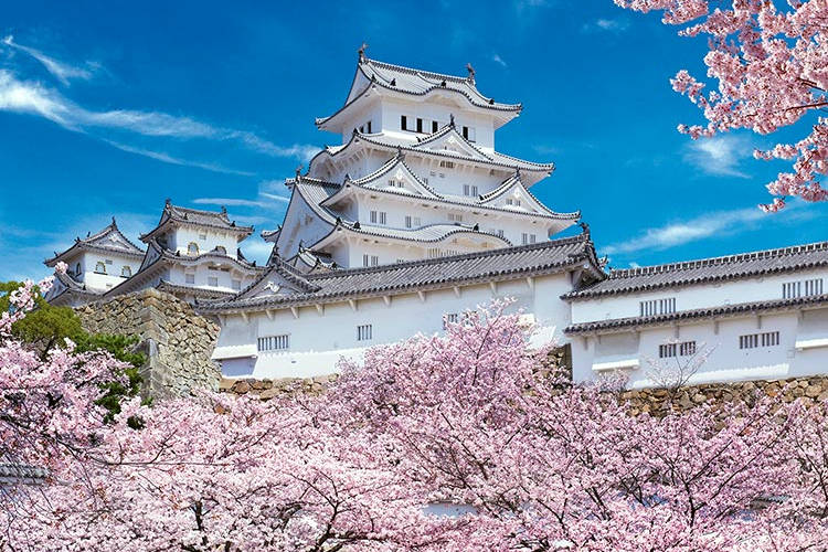 Il castello giapponese di Himeji circondato dai ciliegi fioriti.