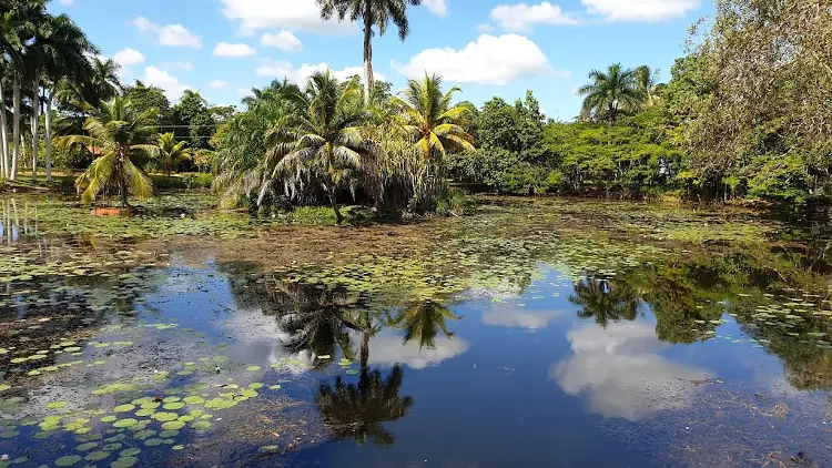 La natura tropicale nel Parco Nazionale Cienaga de Zapata.