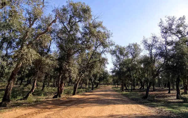 La foresta di Mamora in Marocco, vicino Rabat.