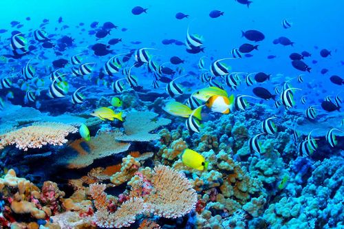 La Grande Barriera Corallina in Australia.
