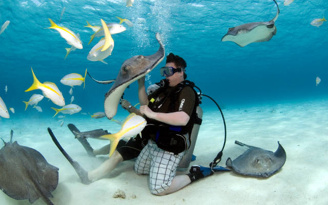 Snorkeling con le razze a Stingray City alle Cayman.