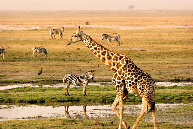 Safari nella riserva Masai Mara in Kenya.