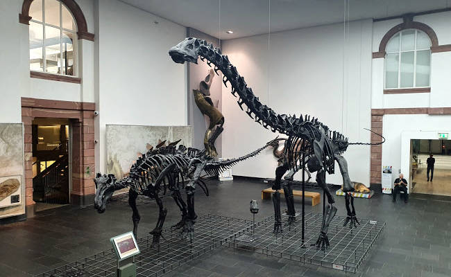 Alcuni scheletri di dinosauro esposti nel Museo di Storia Naturale Seckenberg.