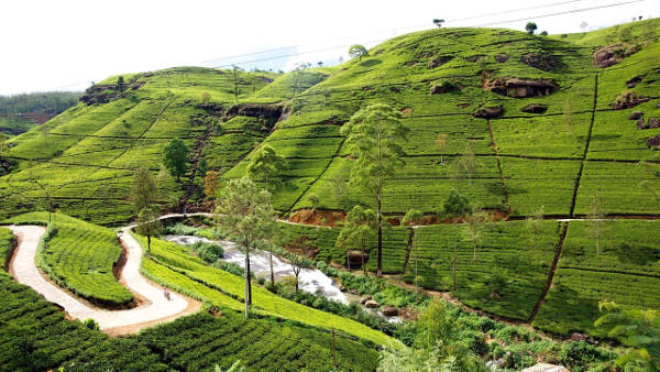 I campi di tè a Nuwara Eliya in Sri Lanka.