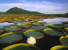 Meravigliosa immagine del Pantanal.