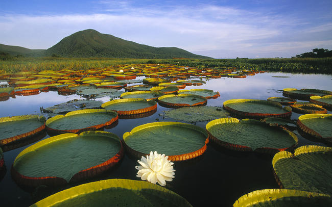 Meravigliosa immagine del Pantanal.