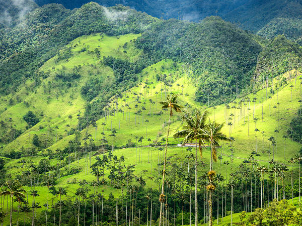 Piantagioni di caffè nella Valle di Cocora, Quindio, in colombia.