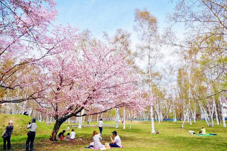 La primavera in Giappone con gli alberi di ciliegio in fiore.