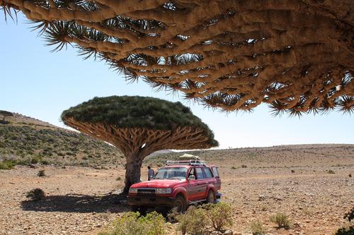 Isola di Socotra.