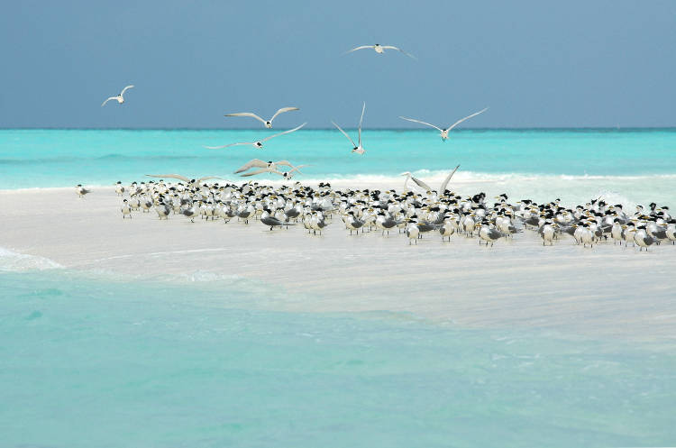 Tubbataha Reef, il parco naturale delle barriere coralline.