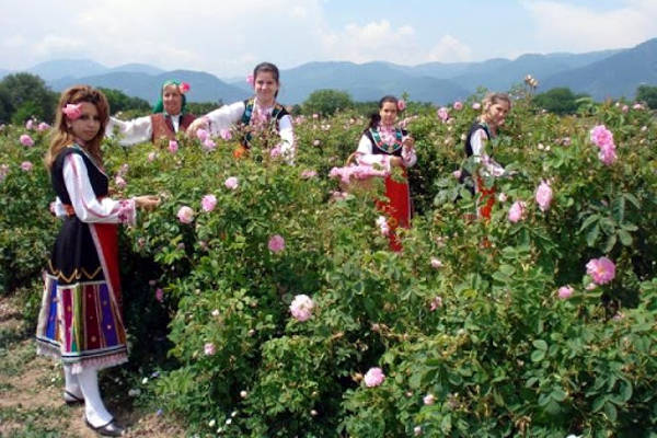 La Valle delle rose in Bulgaria vicino Kazanlak.