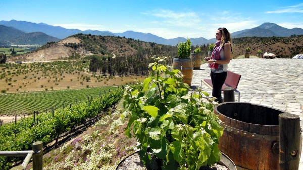 Vigneto di una azienda vinicola vicino Santiago del Cile.