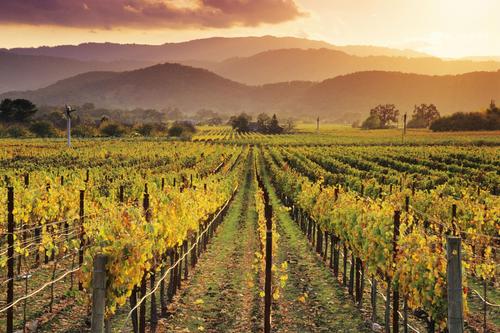 Vigneti in California.